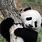 Cute Baby Panda Backgrounds