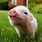 Cute Baby Pig Pictures