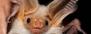 Cute Bat Animal