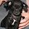 Cute Black Chihuahua Puppies
