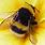 Cute Bumble Bee Insect