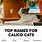 Cute Calico Cat Names Female