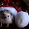 Cute Christmas Hedgehog