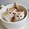 Cute Cup Cats