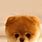 Cute Dog Wallpaper iPhone
