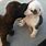 Cute Dogs Kissing