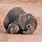 Cute Elephant Babies