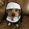 Cute Funny Dog Halloween Costume