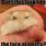 Cute Funny Hamster Memes