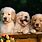 Cute Golden Retriever Pups