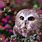 Cute Owl Pictures