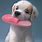 Cute Puppy iPhone Wallpaper