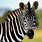 Cute Wild Animals Zebra