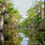 Cypress Swamp Louisiana