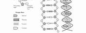 DNA Structure and Replication Worksheet Answer Key