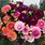 Dahlia Flower Colors