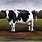 Dairy Cow Artwork