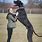 Dane Great Tallest Dog