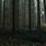 Dark Forest Landscape