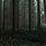 Dark Forest Scenery