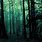 Dark Forest Screensaver