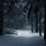 Dark Winter Forest Wallpaper