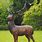Deer Statues Outdoor Decor
