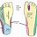 Dermatome Map Foot