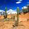 Desert Scene Cactus