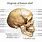 Detailed Human Skull