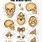 Detailed Skull Anatomy