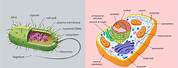Difference Between a Prokaryotic and Eukaryotic Cell