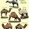Different Camels