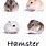 Different Hamsters