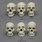 Different Human Races Skulls