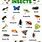 Different Insects Names
