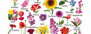 Different Types Flowers with Names