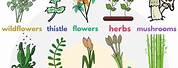 Different Types of Plant Names