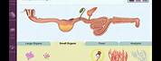 Digestive System Gizmo Diagram