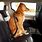 Dog Car Seat Belt Safety