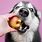 Dog Eating Apple