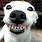 Dog Smile with Teeth
