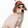 Dog with Propeller Hat