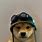 Dog with a Hat Meme