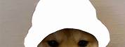 Doge with Hat Meme Template