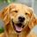 Dogs Laughing Images