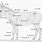 Donkey Anatomy Diagram