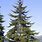 Douglas Fir Pine Tree