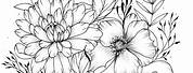 Drawings of Flowers No Color