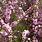 Dwarf Flowering Almond Tree